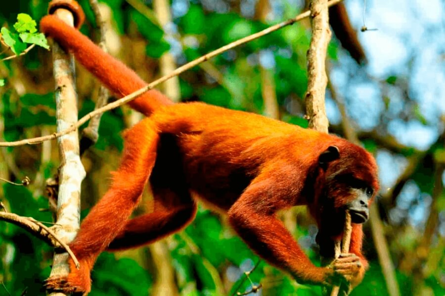 EcoAventura amazonas peru selva