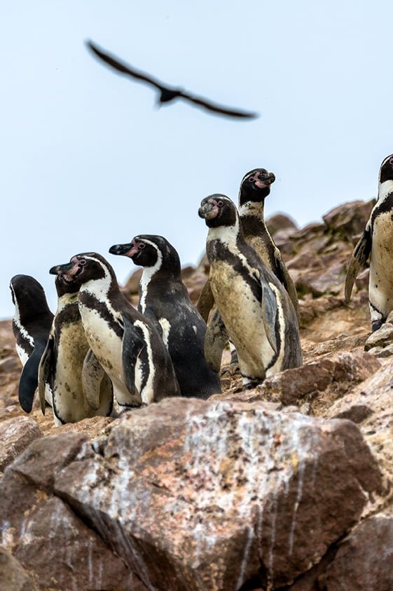 "Islas ballestas también conocida como las galápagos de Perú"