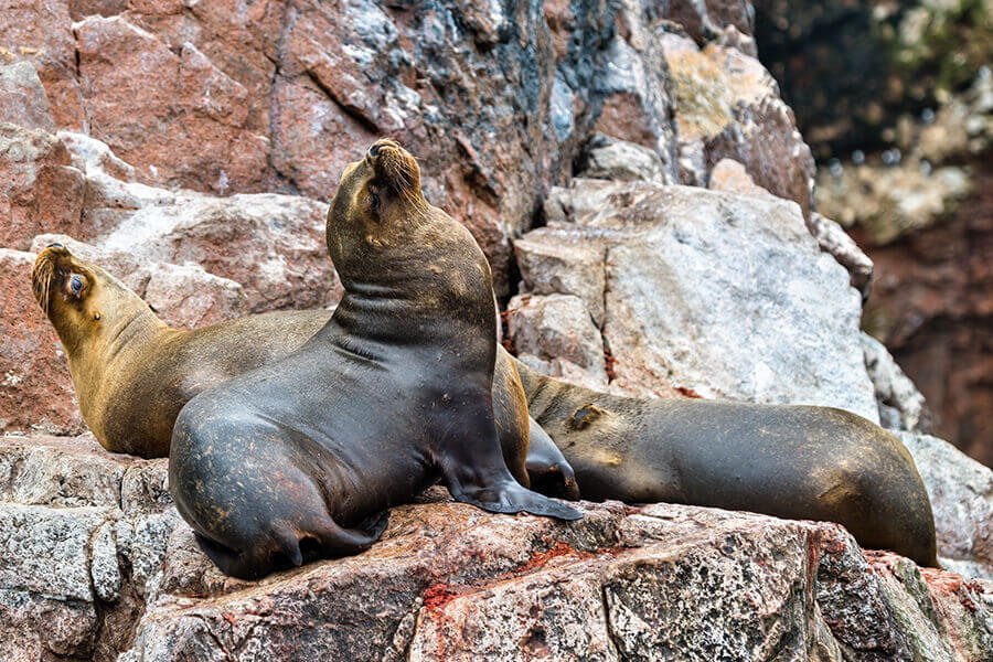 Full day Lineas de Nazca y las Islas Ballestas desde Lima