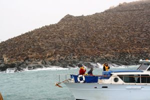 Read more about the article Islas Palomino – Un Paraíso de Fauna Marina en Lima, Perú