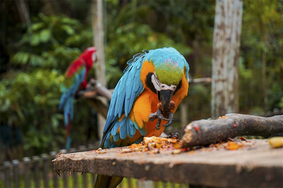 Iquitos