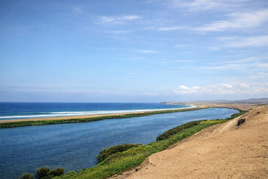 Bandurria Birdwatching en Huaura